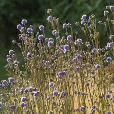 Attēlu rezultāti vaicājumam “Succisa pratensis”