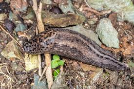 Attēlu rezultāti vaicājumam “Limax maximus”