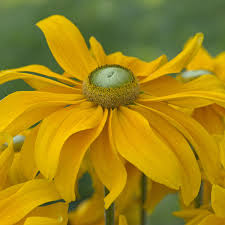 Image result for Rudbeckia