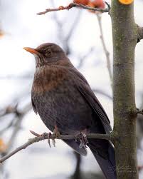 Attēlu rezultāti vaicājumam “Turdus merula female”