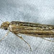 Attēlu rezultāti vaicājumam “Ypsolophidae”