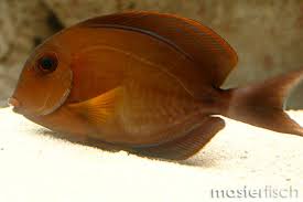 Image result for Acanthurus blochii