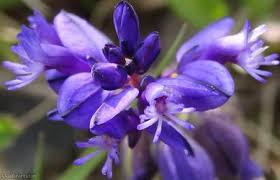 Attēlu rezultāti vaicājumam “Polygala vulgaris”