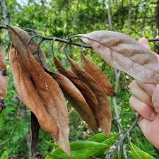 Attēlu rezultāti vaicājumam “Ophiostoma polyporicola”