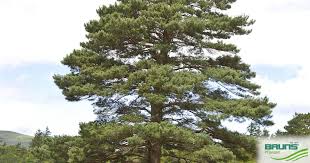 Attēlu rezultāti vaicājumam “Pinus sylvestris var. turfosa”