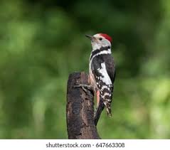 Attēlu rezultāti vaicājumam “Dendrocopos medius adult”