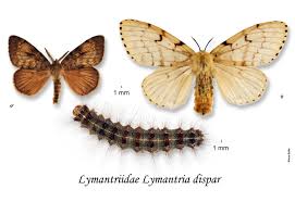 Attēlu rezultāti vaicājumam “Lymantria dispar”