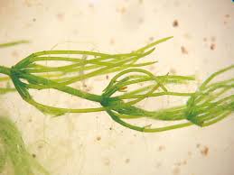 Attēlu rezultāti vaicājumam “Chara filiformis”