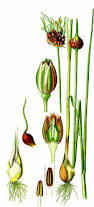 Attēlu rezultāti vaicājumam “Allium scorodoprasum bud”