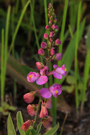 Attēlu rezultāti vaicājumam “Polygalaceae”