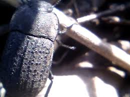 Attēlu rezultāti vaicājumam “Opatrum sabulosum”