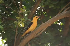 Attēlu rezultāti vaicājumam “Oriolus oriolus male”