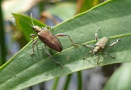 Attēlu rezultāti vaicājumam “Donacia dentata”