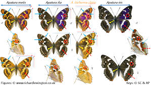 Attēlu rezultāti vaicājumam “Apatura ilia”