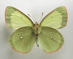 Attēlu rezultāti vaicājumam “Colias palaeno”