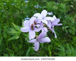 Attēlu rezultāti vaicājumam “Cardamine bulbifera flower”