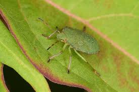 Attēlu rezultāti vaicājumam “Acanthosoma haemorrhoidale imago”