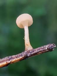 Attēlu rezultāti vaicājumam “Cudoniella clavus”