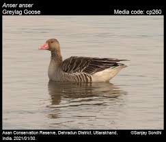 Attēlu rezultāti vaicājumam “Anser anser”