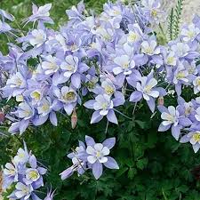 Image result for Aquilegia caerulea