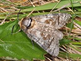 Attēlu rezultāti vaicājumam “Cossus cossus”