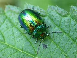 Attēlu rezultāti vaicājumam “Chrysolina fastuosa”