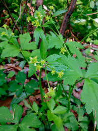 Attēlu rezultāti vaicājumam “Ranunculus brunnescens”