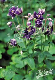 Image result for Aquilegia vulgaris