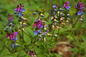 Attēlu rezultāti vaicājumam “Lathyrus vernus bud”