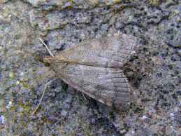 Attēlu rezultāti vaicājumam “Udea prunalis”