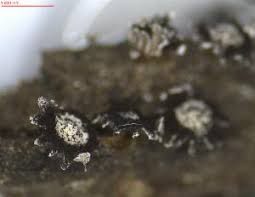 Attēlu rezultāti vaicājumam “Diderma simplex”