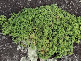 Attēlu rezultāti vaicājumam “Scleranthus annuus”