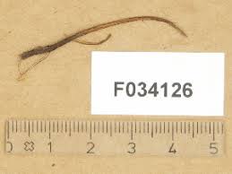 Attēlu rezultāti vaicājumam “Typhula erythropus”