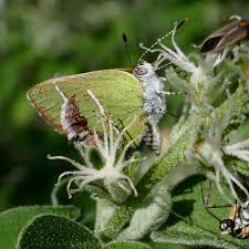Attēlu rezultāti vaicājumam “Comatricha fragilis stalked”