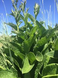 Attēlu rezultāti vaicājumam “Symphytum officinale leaf”