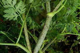 Attēlu rezultāti vaicājumam “Agonopterix alstromeriana”