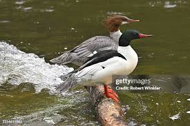 Attēlu rezultāti vaicājumam “Mergus merganser”