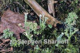 Attēlu rezultāti vaicājumam “Cladonia phyllophora”