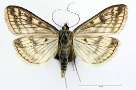 Attēlu rezultāti vaicājumam “Sitochroa verticalis”