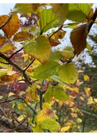 Attēlu rezultāti vaicājumam “Carpinus”
