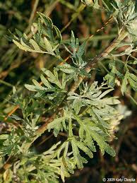 Image result for Artemisia absinthium