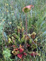 Attēlu rezultāti vaicājumam “Menziesia ferruginea flower”