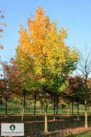 Attēlu rezultāti vaicājumam “Acer pseudoplatanus”