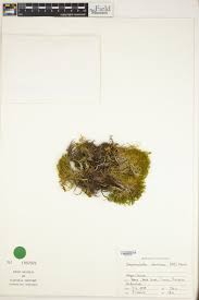 Attēlu rezultāti vaicājumam “Hamatocaulis vernicosus”