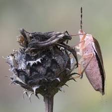 Attēlu rezultāti vaicājumam “Palomena prasina imago”