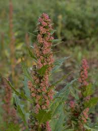 Attēlu rezultāti vaicājumam “Chenopodium rubrum leaf”