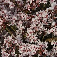 Attēlu rezultāti vaicājumam “Prunus cerasifera flower”