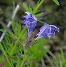 Attēlu rezultāti vaicājumam “Dracocephalum ruyschiana”