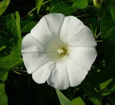Attēlu rezultāti vaicājumam “Calystegia sepium”