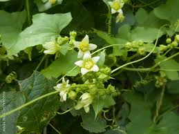 Attēlu rezultāti vaicājumam “Bryonia alba leaf”